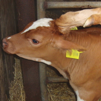 image:Biochar for Cows
